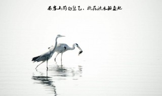 桃花流水鳜鱼肥的上一句（桃花流水鳜鱼肥的上一句是什么古诗）