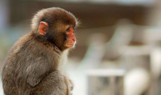 猴赛雷是什么意思（猴赛雷是什么意思广东话怎么说）