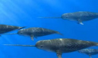 鲸鱼算鱼吗 蓝鲸真实图片吓死人了