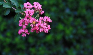 独坐黄昏谁是伴 独坐黄昏谁是伴.唐.白居易.全诗及释意