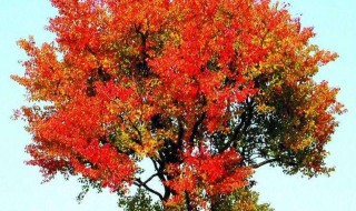 树红树碧高低影的意思（树红树碧高低影的下联是）