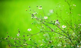 描写春天的优美句子（描写春天的优美句子段落摘抄）