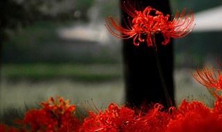 彼岸花的英文 彼岸花的英文怎么读