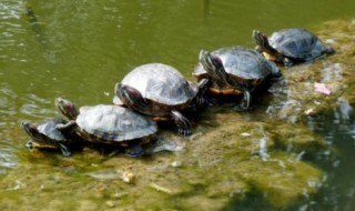 龟虽寿原文及字词翻译