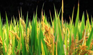 金黄金黄的什么填词语 金黄金黄的什么填词语一年级下册