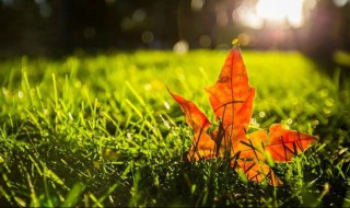 描写秋风的优美句子 描写秋风的优美句子200字