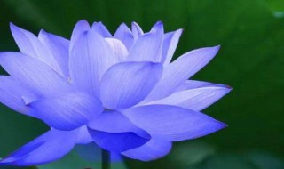 关于夏天的句子（关于夏天的句子短句唯美）