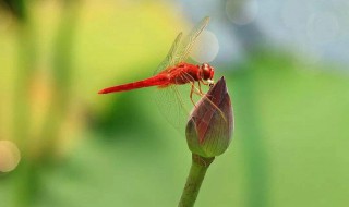 早有蜻蜓立上头的前一句是什么（早有蜻蜓立上头的前一句是什么意思）