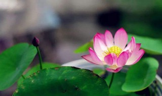 描写荷花的句子和段落（描写荷花的句子和段落描写荷叶的段落）