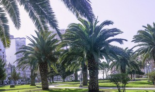 棕榈怎么读（棕怎么读 拼音）