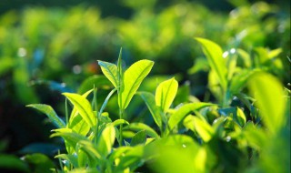 绿茶啥意思 绿茶啥意思形容男生