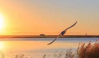 归雁入胡天的前一句（秋水共长天一色上一句）