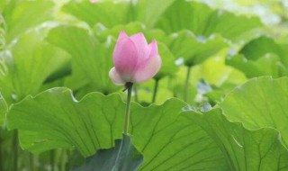 什么是荷花定律 什么是荷花定律?