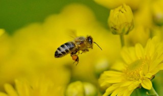 小蜜蜂比喻什么样的人（小蜜蜂比喻什么样的人物）