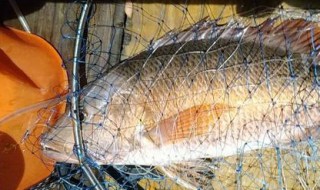 怎样钓红油鱼 怎样钓红油鱼视频