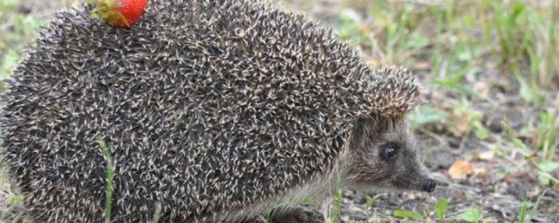 刺猬可以吃么 野生刺猬可以吃吗