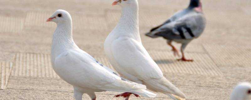 鸽子的习性（鸽子的特征和本领百科）
