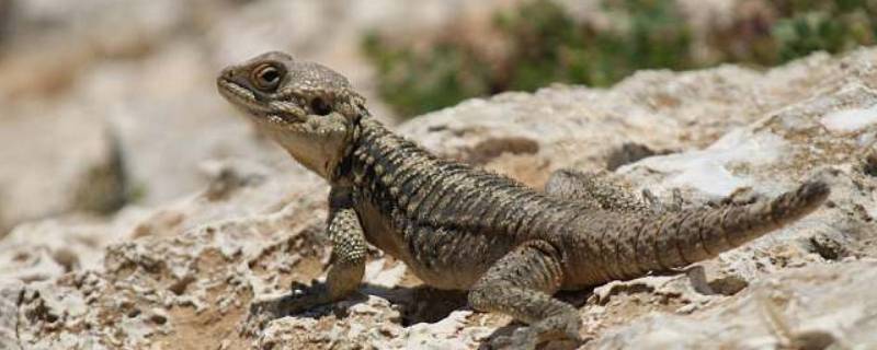 蜥蜴属于什么类动物 蜥蜴属于什么类动物体温恒定吗