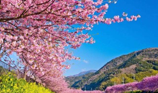 怎么形容樱花（怎么形容樱花雨）