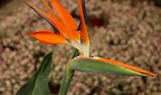 鹤望兰花语是什么意思 鹤望兰花的花语是什么意思